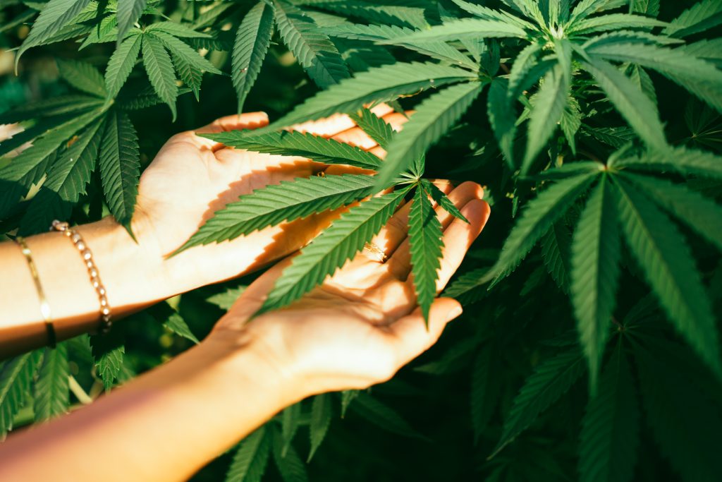 Cannabis Induced Psychosis